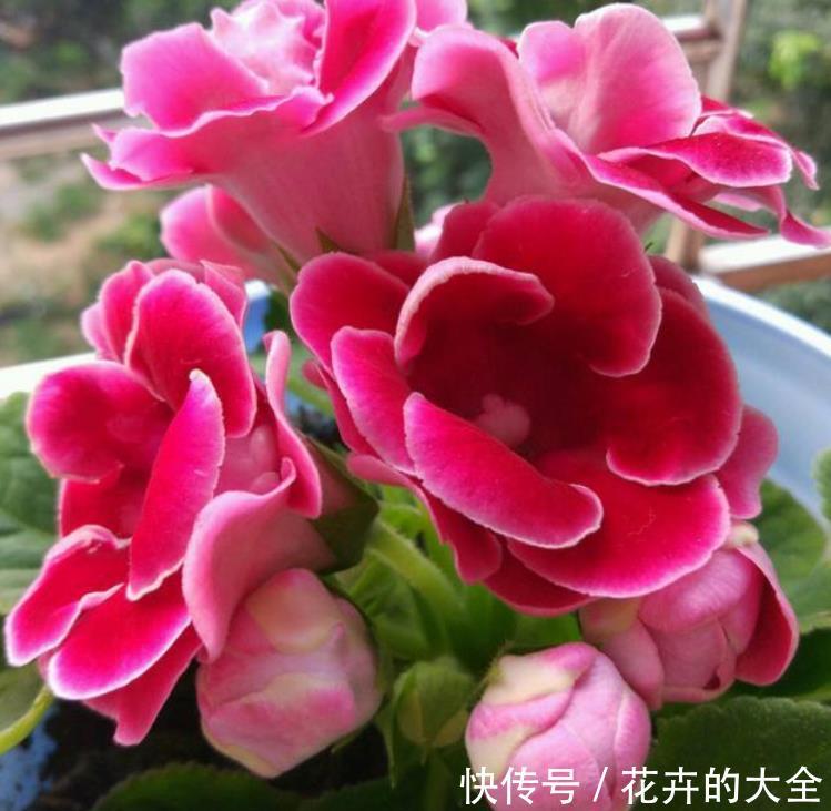  『大岩桐』3种花是花中“大美女”，开花五颜六色，一开花，阳台变成了花海