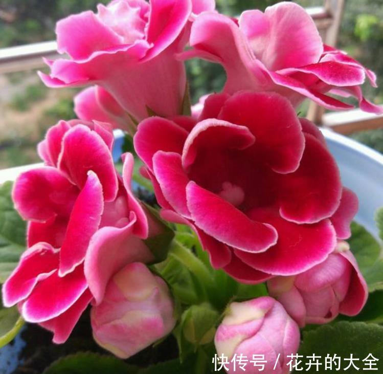『大岩桐』3种花是花中“大美女”,开花五颜六色,一开花,阳台变成了花海