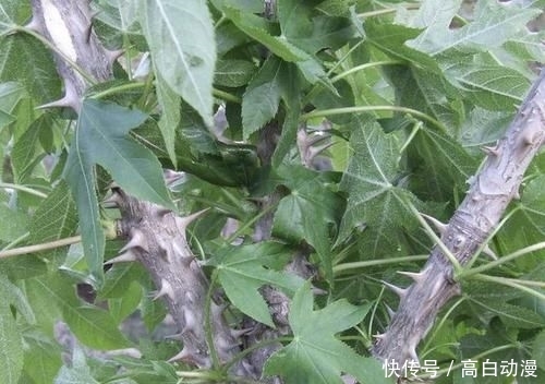  『刺楸』山谷下有“1种树”，被称为“刺楸”，茎干上长满“刺”，却珍贵