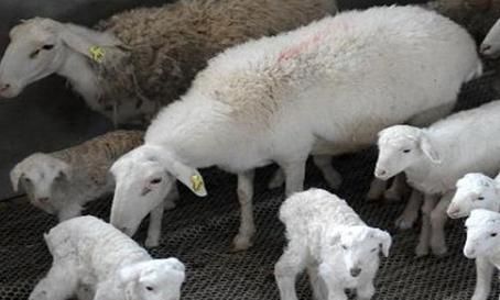  「湖羊」养殖湖羊，这几点要注意