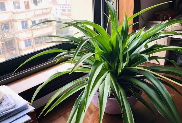  [植物]吊兰的植物美学：这几款美美的吊兰，你最爱哪一款？