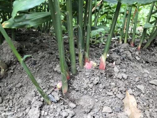 「控制」菜园杂草控制计划 9个步骤助你远离杂草