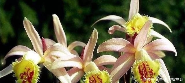 「黄花独蒜兰」正在消失的美丽:稀有兰花