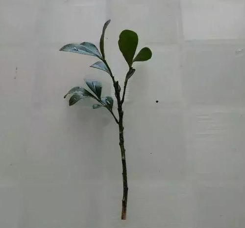 【花钱买】“4种花”不用花钱买,折根枝条放水中,半个月生根,好养活的很
