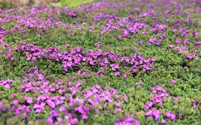  齐放：清明花卉种植忙 平谷马昌营镇百亩鲜花齐放