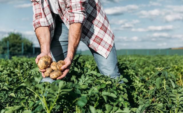 与其在异乡“孤独”打工者，不如回乡创业!在农村干什么能赚钱?