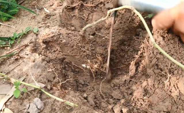  北方人■一根藤蔓长一颗果实，农民挖起来当水果吃，但很多北方