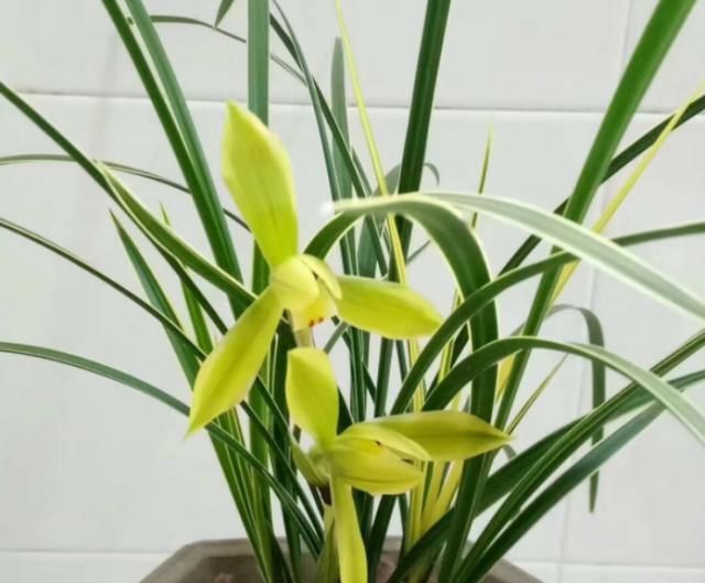  『兰花的根』兰花施肥是门学问，这样讲一学就会，根粗叶壮总开花