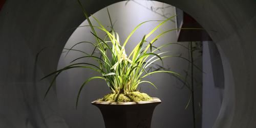 【长白】这样给兰花翻盆不用晾根，服盆快，一个月就长白根！