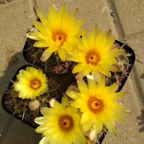  『竟然』仙人球竟然是“开花机器”？你的不开花？养错了吧