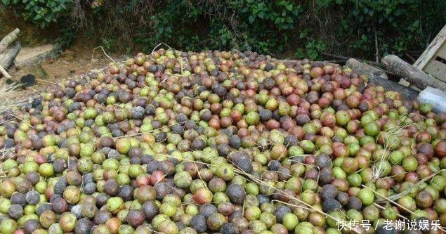  #果实#树干不值钱，果实有毒也不能吃，却被农民大量种植