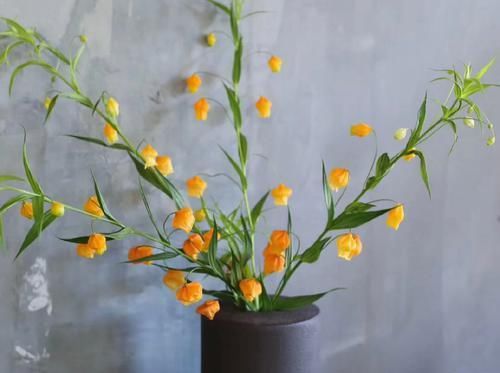  #稀少#号称是鲜花中的爱马仕，枝干上挂满了一盏盏小宫灯，数量稀少且价格奇高
