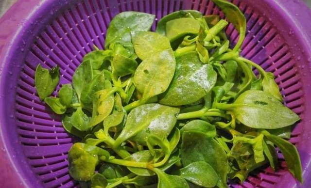 「冰花」心叶冰花可以吃,苦苣用冷,新鲜的味道也可以火!