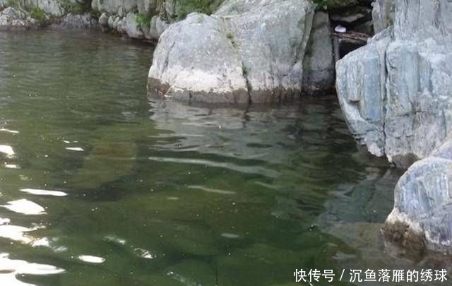  [山涧]深山山涧，钓上一盆这鱼，味道很鲜美，知道是什么鱼吗？