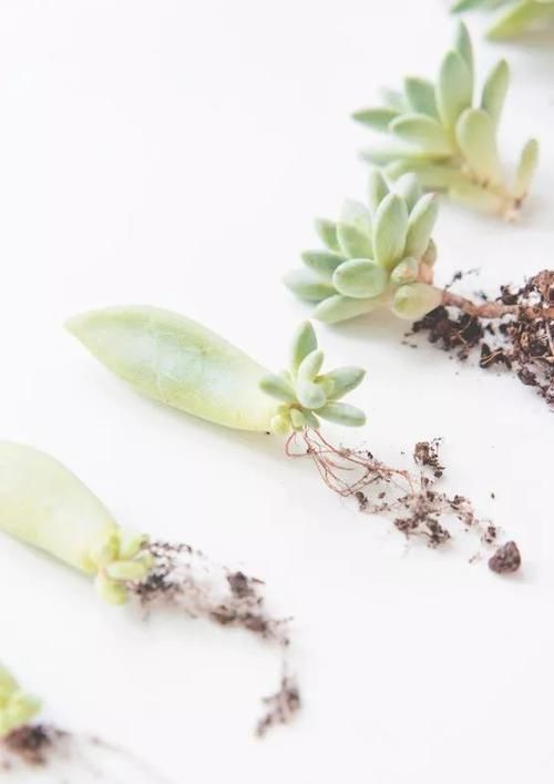  『植物的叶片』用塑料瓶来水培多肉植物叶片，快速促进生根，长芽后就可转土培