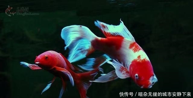  【水质】鱼缸水质浑浊因为水温低，硝化细菌死了，什么季节还拿水温说事？
