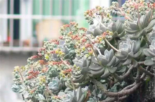 #种多肉植物#多年前,这种“多肉”在农村“成灾”,皮实爆盆快,是麻雀的最爱