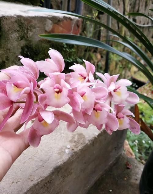  #珍品#“珍品月季”戴尔巴德，花型丰满，高贵优雅，你值得拥有