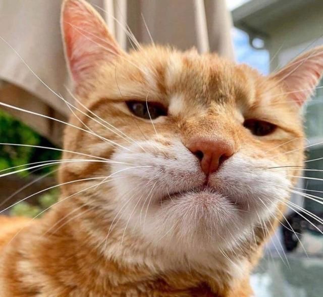 「有趣」超有趣的“变脸猫大赛”，猫看后自己都笑了……
