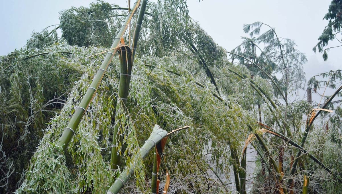 安徽安庆：北风呼呼吹，看山村“炸”成啥样