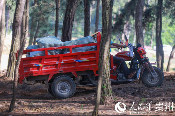  「贵州」贵州黔西：林下种植竹荪弄出新产业