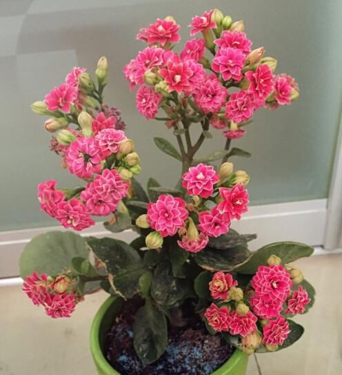 『养花』最厉害的养花营养液:给长寿花喝一勺,花苞一茬接一茬!