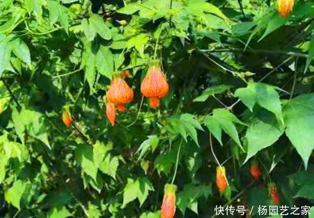  「家里」快过年了，把3种开花像灯笼的花卉种在家里，像张灯结彩一样