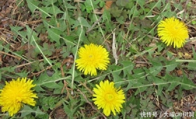  『此物』此物名为蒲公英，常人当它是野花，行家用它泡茶，老中医用来治病