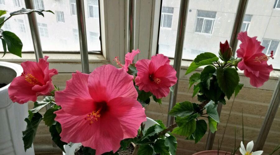  年宵@年底养花选这款，花色喜庆，天天有花开，好养易活，还可做年宵花