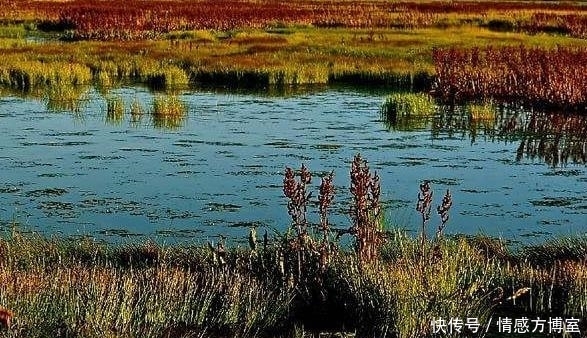 中国“超级”工程,30万亩沙漠成绿洲,印度:没有我们中国做不到