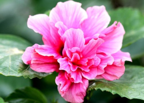  『款花』这5款花，好看好养，每月光浇水就能满盆，种阳台美不胜收