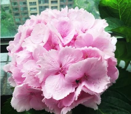  『宛若』5款“开花机器”养在家里，花开后阳台宛若仙境，香气扑鼻，超美