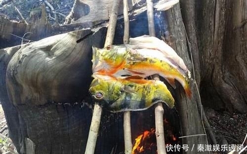  #拼命#以美丽凶悍著称的孔雀鲈，遇见鱼饵拼命追，想钓点别的鱼都困难