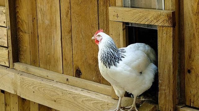  生长育肥鸡舍|养鸡技术|林地生态鸡舍的类型和特点及建设