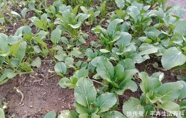  【菜芯】广东揭阳农村，这些菜芯长这么好，是什么原因你知道吗
