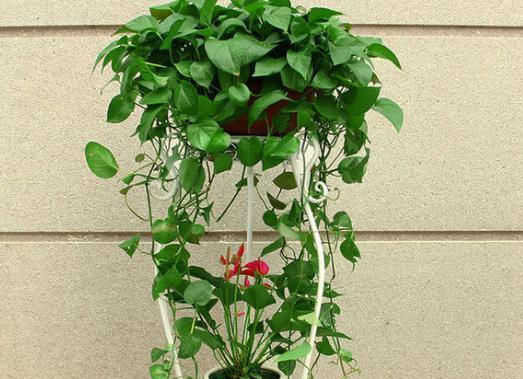  『绿色植物』养绿萝吊兰10年,就浇“1种水”,从不黄叶烂根,爆成绿瀑布!