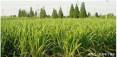  「经济收益」这几种水生植物，投资成本低，丰产畅销，亩收入过