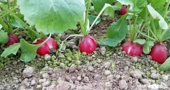  [种植]亩产2000斤，播种30天就收获，1年能种植3季，敢种植的农民不多