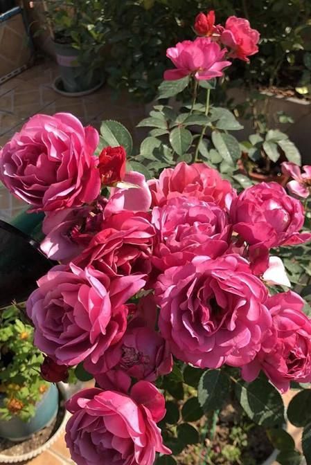  「低矮」阳台养花选这款，植株低矮，种植容易，开花一整年，好看又好养