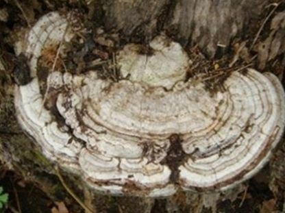 农村树桩上长出的“大舌头”，识货的农民都抢着带回家