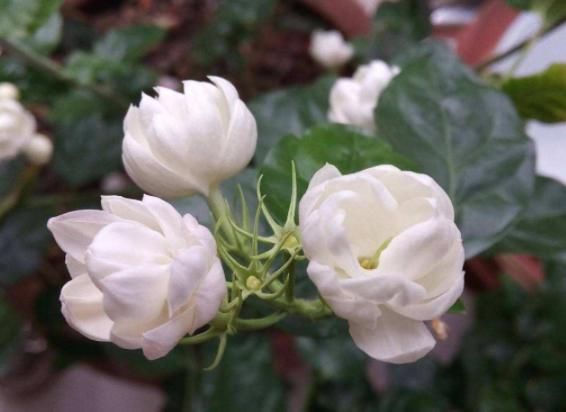  『阳台』阳台就养“4种花”，花朵美艳，花苞一茬接一茬，阳台美成后花园