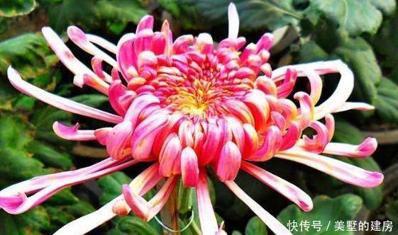  『花形』新手养花就养一盆“巾帼雄风”，花形奇特，淡雅清奇，适合盆栽养