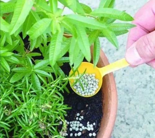  「枝繁叶茂」养花的“3忌”，避开了枝繁叶茂，花爆盆