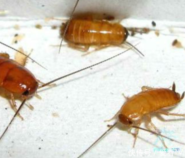 蟑螂会让我们过敏和哮喘?怎么防止家里的蟑螂