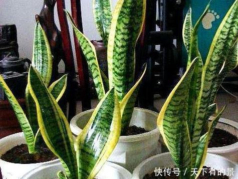 『出门』这3种“室内花”很好养,耐旱又耐阴,出门30天,长势更加旺!