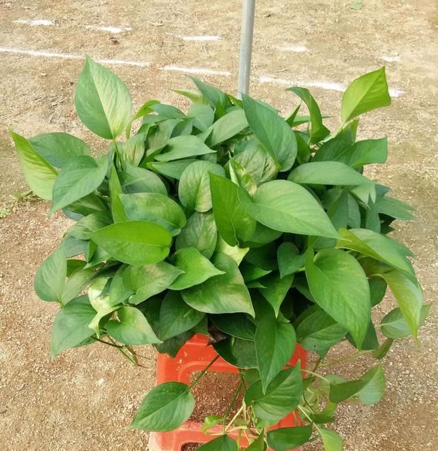 『坚挺』养吊兰绿萝,浇水要跟上,这种水半个月来一次,叶子油亮坚挺!