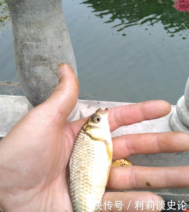 #把它放生#海淀区昆玉河,鲫鱼开口,送你钓小鱼攻略