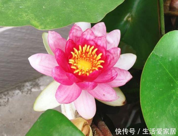  #朱瑾#夏天养花3种花怎么少，花美好养很耐晒，喜光喜水花期长，美爆了