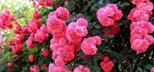  [开花]此花号称“天下第一香”,一年能开150天,少抽两包烟也要养