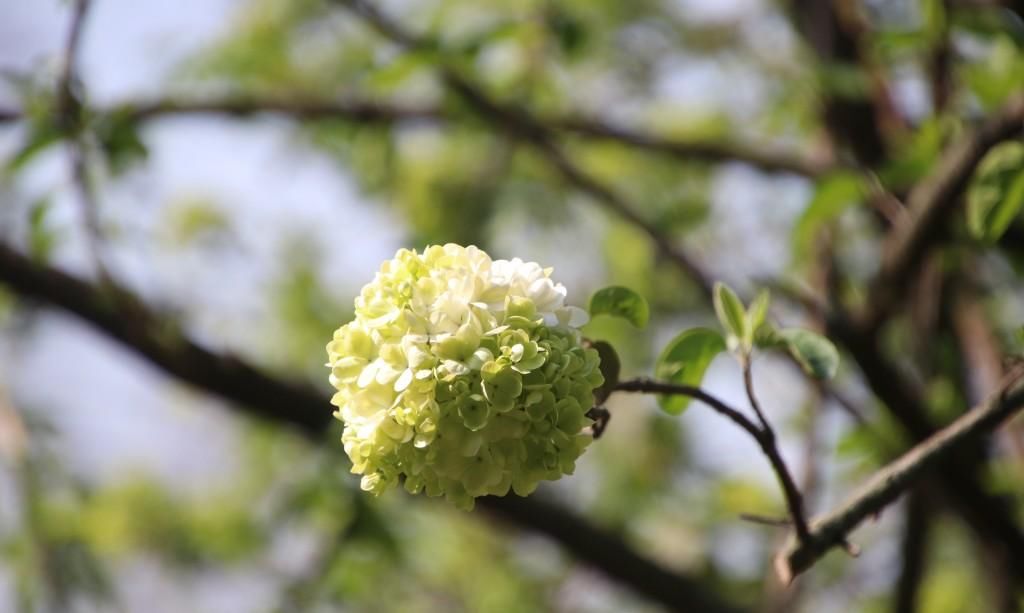  『绣球花』百花争春，绣球花也不堪寂寞